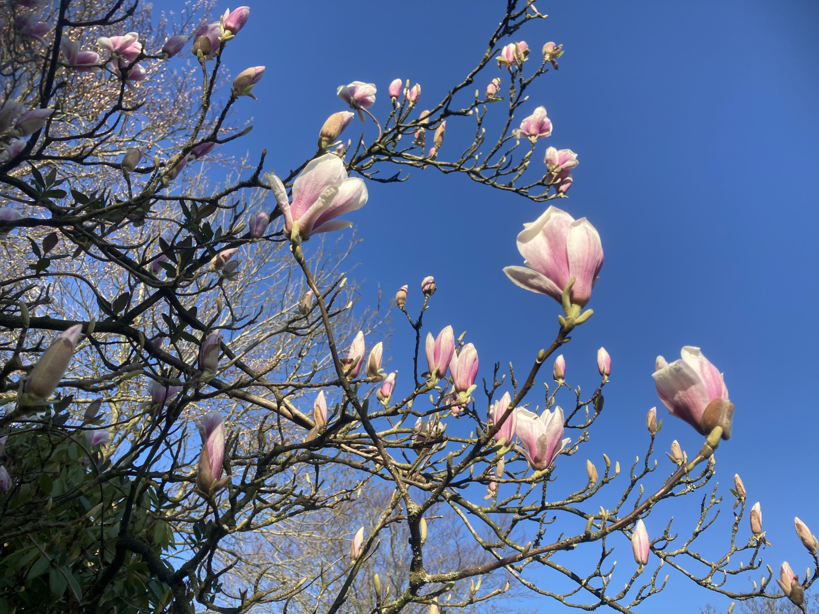 Vakantiepark aan zee Noord Holland