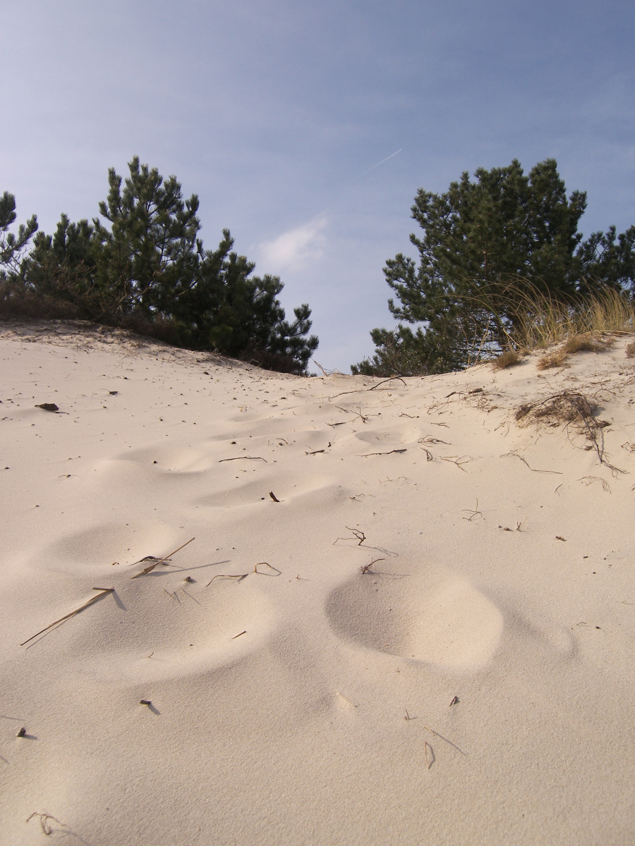 Kleinschalig vakantiepark bij het bos