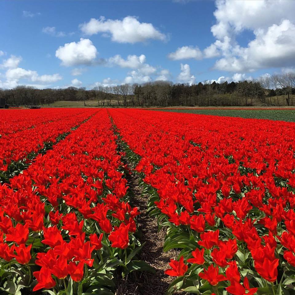 Last minute aanbieding in Schoorl bij Carpe Diem?
