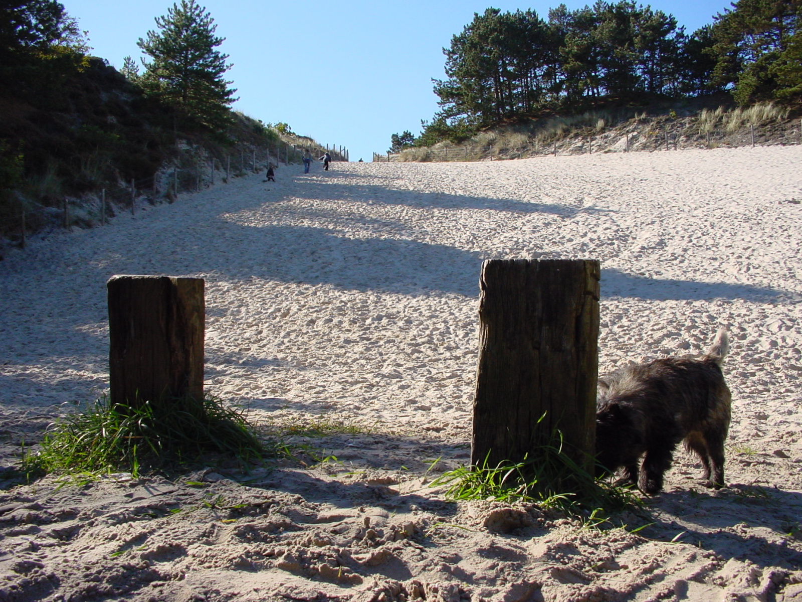 Vakantie met Hond Schoorl bij Carpe Diem